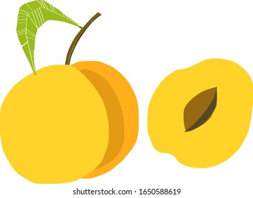 Vector drawing of an apricot. Linear freehand sketch and color sketch. Great idea for a postcard, calendar, holiday invitation, wrapping paper. Suitable for decorating recipes, frames, diaries.