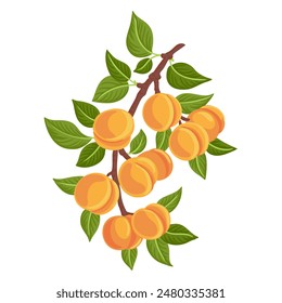 vector drawing apricot tree branch with fruits and green leaves isolated at white background, hand drawn illustration