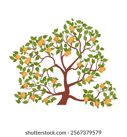 vector drawing apricot tree with fruits and green leaves isolated at white background, hand drawn illustration