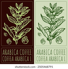 Vector drawing ARABICA COFFEE. Hand drawn illustration. Latin name is COFFEA ARABICA L.
