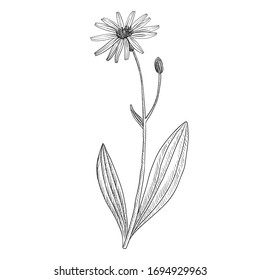 vector drawing arnica, Arnica montana, hand drawn illustration