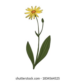 vector drawing arnica, Arnica montana at white background, hand drawn illustration