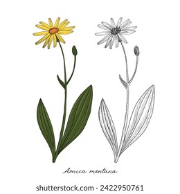 vector drawing arnica, Arnica montana at white background, hand drawn illustration