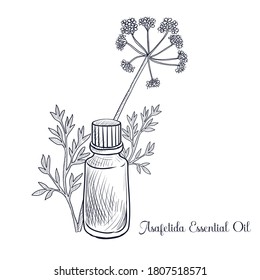 vector drawing asafetida essential oil, Ferula assa-foetida, hand drawn illustration