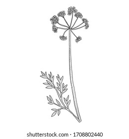 vector drawing asafoetida plant, Ferula assa-foetida , hand drawn illustration