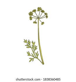 vector drawing asafoetida plant, Ferula assa-foetida , hand drawn illustration