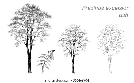 vector drawing of ash (Fraxinus excelsior) with detail