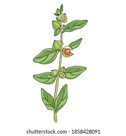 vector drawing ashwagandha, Withania somnifera , hand drawn illustration of medicinal plant