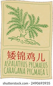 Vector drawing ASPALATHUS PYGMAEUS  in Chinese. Hand drawn illustration. The Latin name is CARAGANA PYGMAEA L.
