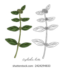 vector drawing asthma plant,Euphorbia hirta , hand drawn illustration