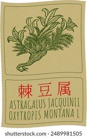 Vector drawing ASTRAGALUS JACQUINII  in Chinese. Hand drawn illustration. The Latin name is OXYTROPIS MONTANA L.
