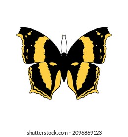 Vector drawing Australian lurcher butterfly, Yoma sabina, hand drawn illustration svg