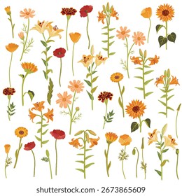 vector drawing autumnal set of flowers and plants at white background, floral elements, hand drawn botanical illustration