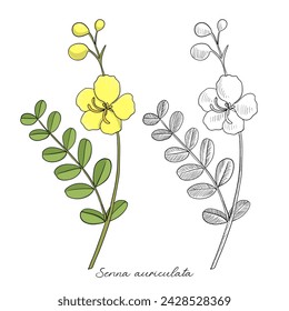 vector drawing avaram senna , Senna auriculata, hand drawn illustration of medicinal plant