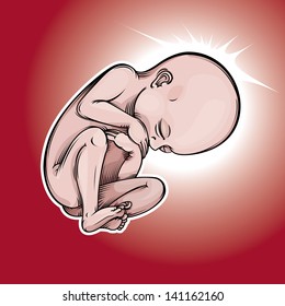 Vector drawing of a baby fetus/Fetus/ Easy to edit vetor drawing gradients in background layer, easy to edit layers, black outline drawing looks great without colour layer too