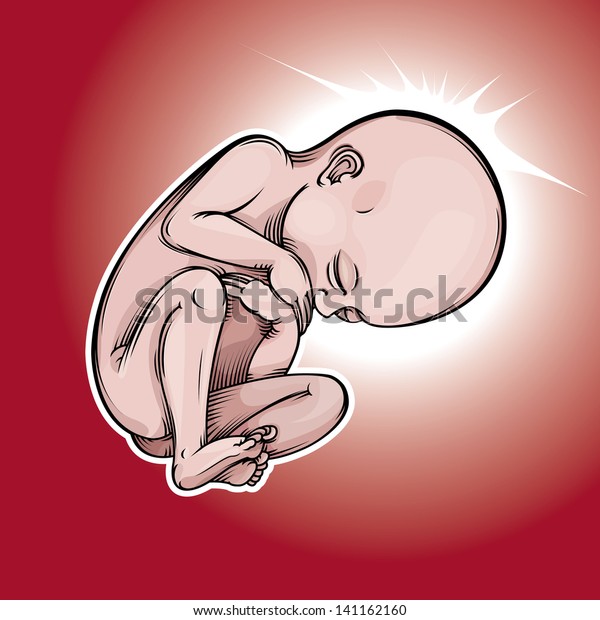 Vector Drawing Baby Fetusfetus Easy Edit Stock Vector (Royalty Free