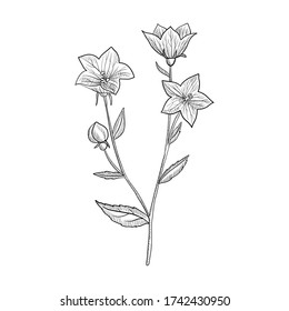 vector drawing balloon flower, Platycodon grandiflorus, hand drawn illustration of medicinal plant