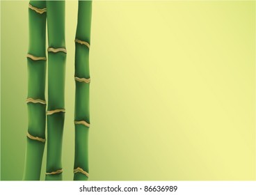 Vector drawing. A bamboo, plants and trees.