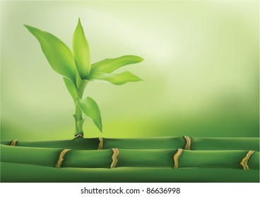 Vector drawing. A bamboo, plants and trees.