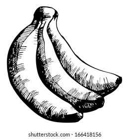 Vector drawing of banana stylized as engraving. 