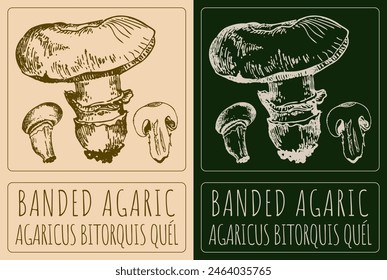 Vector drawing BANDED AGARIC. Hand drawn illustration. The Latin name is AGARICUS BITORQUIS QUEL.
