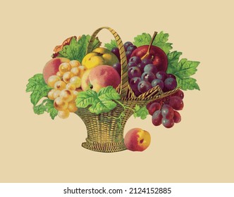 Dibujo vectorial de una cesta con frutas y uvas de estilo vintage