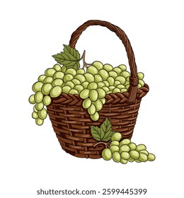 vector drawing basket with green grape isolated at white background, hand drawn illustration