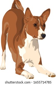 Vector drawing of Bassenji dog on white background