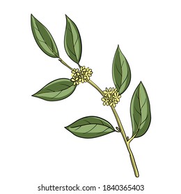 rama de laurel de dibujo vectorial, Laurus nobilis, ilustración dibujada a mano