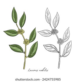 Vektor-Zeichnungsbucht Lorbeerzweig, Laurus nobilis, handgezeichnete Illustration