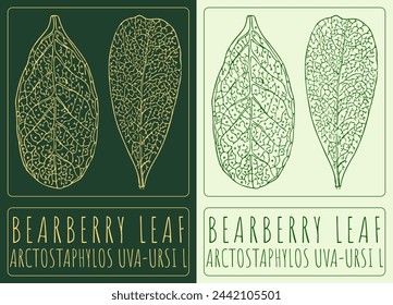 Vector drawing BEARBERRY LEAF. Hand drawn illustration. The Latin name is ARCTOSTAPHYLOS UVA-URSI L.
