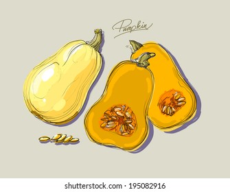 Vector drawing of beautiful colorful pumpkins