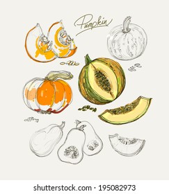Vector drawing of beautiful colorful pumpkins