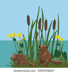 vector drawing beavers and lesser bullrush, cartoon animals and water plants at blue sky and water background, wild landscape, hand drawn illustration