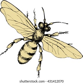 Vector drawing of bee in white bacground