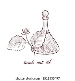 vector drawing beech nut oil, bottle of vegetable oil and beech tree branch, hand drawn illustration