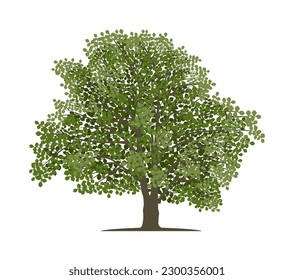 Vector drawing of beech tree. Nature and ecology. Isolated vector illustration of beech tree on a white background for social networks, posters, cards.