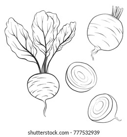 vector drawing beets, isolated vegetables, hand drawn illustration