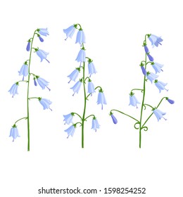 vector drawing bell flowers, ladybells, Adenophora triphylla, isolated floral elements at white background, hand drawn illustration