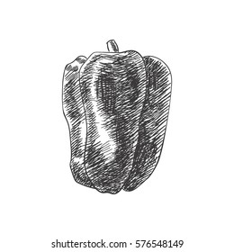 Vector drawing bell pepper. Hand drawn engraved style illustration. Detailed sketch. 