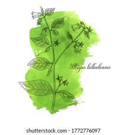 vector drawing belladonna, Atropa belladonna at green watercolor background, hand drawn illustration