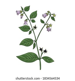 vector drawing belladonna, Atropa belladonna at white background, hand drawn illustration