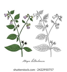 vector drawing belladonna, Atropa belladonna at white background, hand drawn illustration