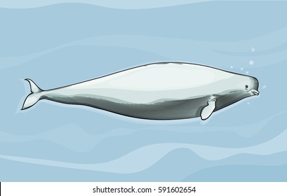 Vector drawing of a / Beluga Whale / Easy to edit layers and groups, no meshes or gradients or effects used