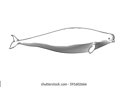 Vector drawing of a / Beluga Whale Line art / Easy to edit layers and groups, no meshes or gradients or effects used, easy to colorize with background shape objects