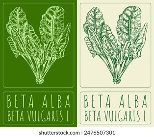 Vector drawing BETA ALBA in Chinese. Hand drawn illustration. The Latin name is BETA VULGARIS L.
