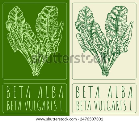 Vector drawing BETA ALBA in Chinese. Hand drawn illustration. The Latin name is BETA VULGARIS L.
