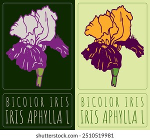 Desenho vetorial BICOLOR IRIS. Ilustração desenhada à mão. O nome latino é IRIS APHYLLA L.
