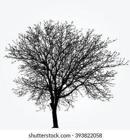 dibujo vectorial del gran árbol de nueces de invierno desnudo