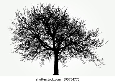 dibujo vectorial del gran árbol de invierno desnudo